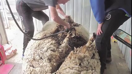 5 Yıldır Kaçak Olan İsyankar Koyun Chris Yok Böyle Bir Şey