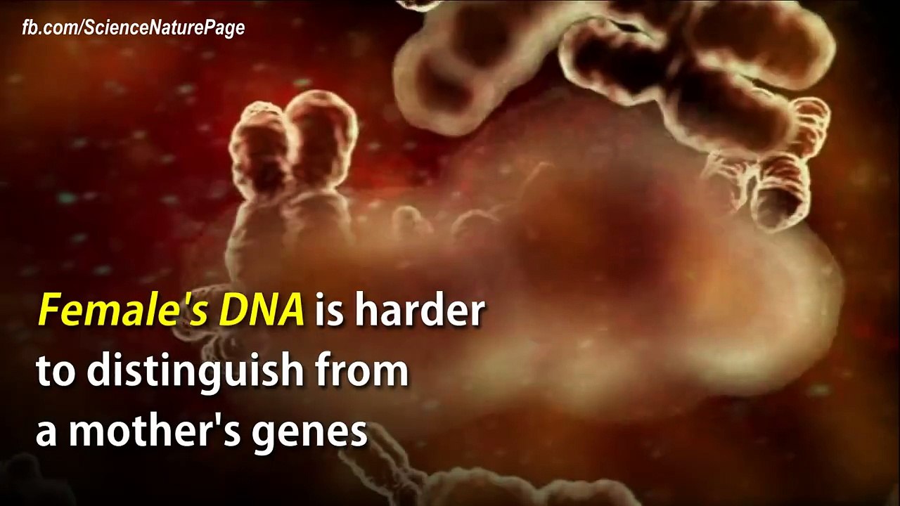 DNA male body from mother