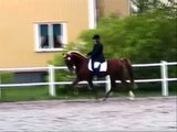 Saddlebred Beltane Pride Dressage Lillerud 2007