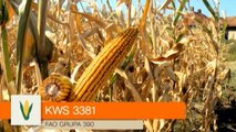 KWS hibridi kukuruza - KWS 3381