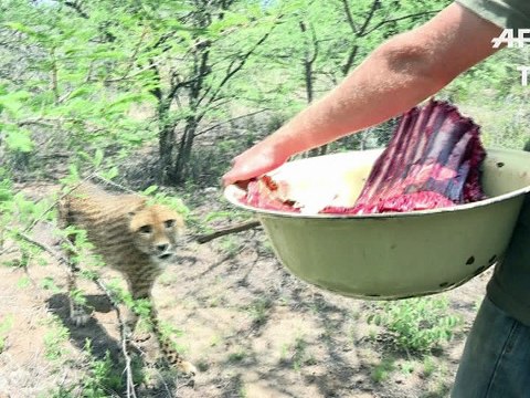 Laurie Marker: une vie pour sauver les guépards de l'extinction