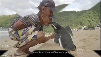 dindim Penguin swims 5,000 MILES every year to meet Brazilian man who Saved him