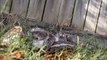 Not for cat lovers! Python swallows cat in Brisbane backyard