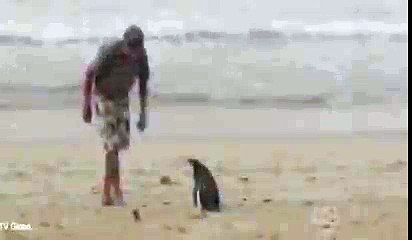 Penguin Swims 8,000KM Every Year To See The Man Who Saved His Life