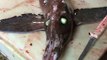 Weird 'alien' fish with glowing evil 'eyes' and wings caught by stunned fishermen