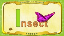 Multipedia of Animals. Letter I Insect