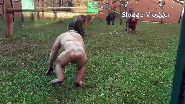 Des chimpanzés malades sans poil rejetés par leur congénères