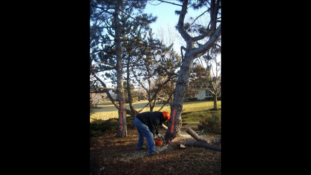 Residential Tree Work - (847) 489-9139