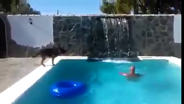 Un chien sauve son maitre qui fait semblant de se noyer