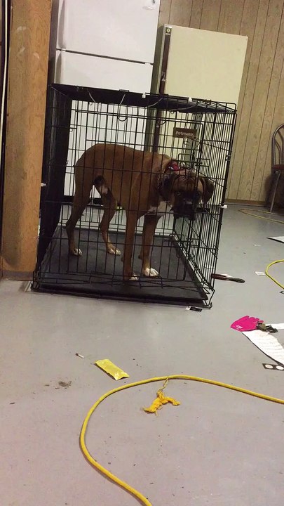 Ce chien très intelligent s’échappe de sa cage
