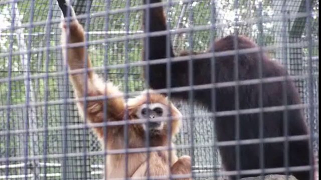 Comment faire taire son pote singe qui parle trop. Ahaha