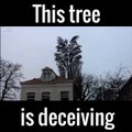 Un arbre très apprécié des oiseaux!