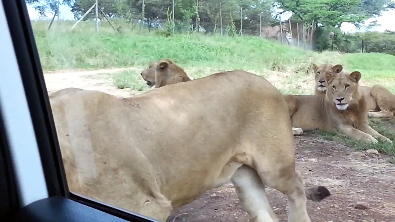 Lioness Tries To Hitch A Ride At Drive Through Safari