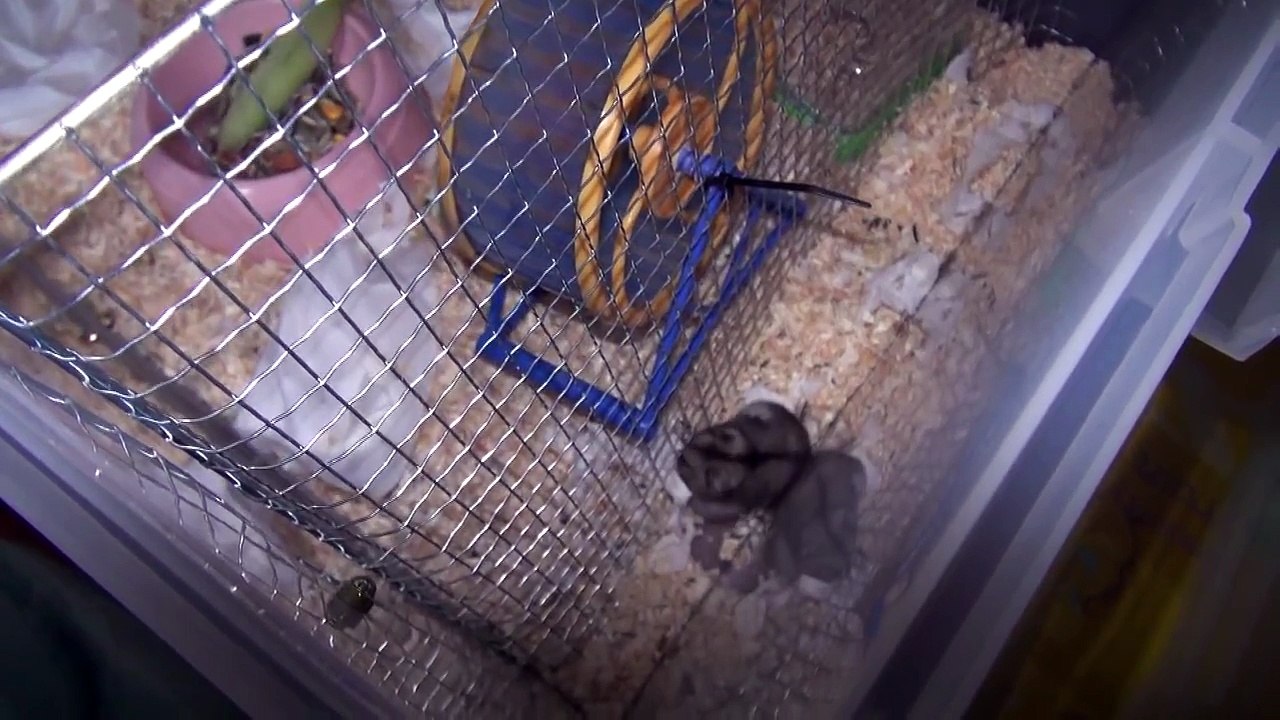 Ninja Hamster, 닌자햄스터