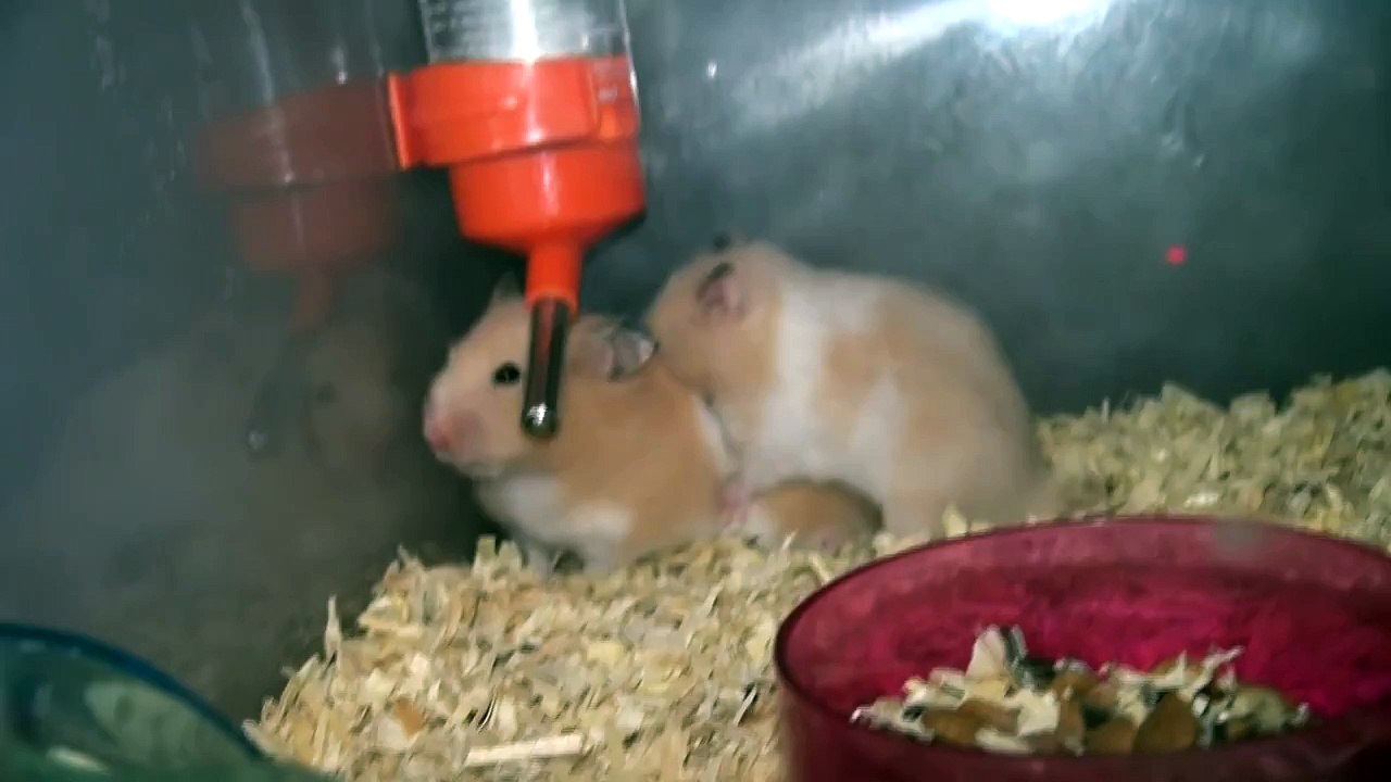 Hamster Mating 발정난 골든햄스터 금돌이