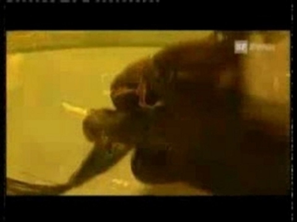 Stephan Eicher - Weiss nid was es ich - live