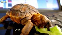 Celebrate Ninja Day By Posting Pics Of Turtles And Tortoises | Funny turtle photo 2016