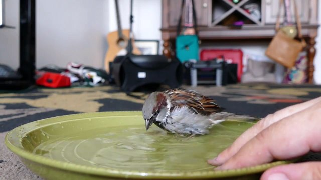 Воробушек принимает ванну
