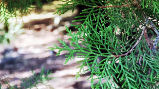 Я стану твоим ангелом