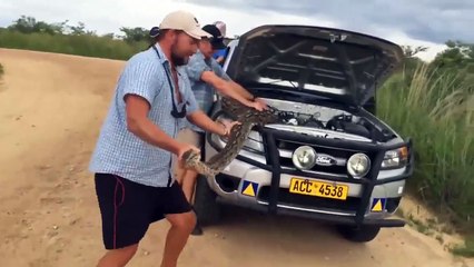 Un python sous le capot d’une voiture