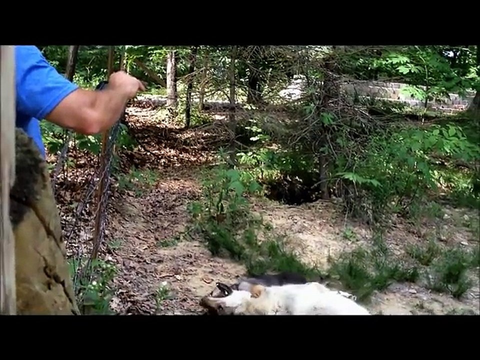 04 Wolf and German Shepherd