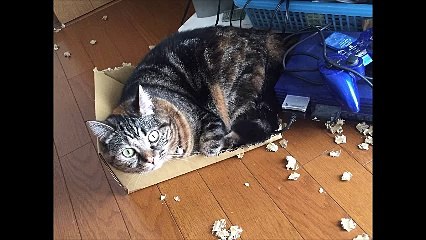 林田学斗実刑の【カワイイ？】猫画像集
