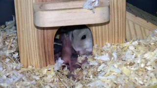 Hamster eating his baby 새끼 먹는 햄스터 (aversion 혐오)