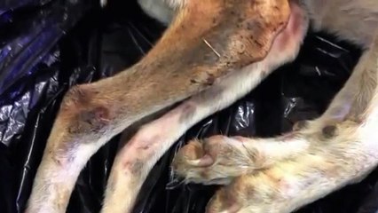 Lui è Joshua e vi racconta la sua storia!