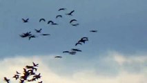 Thousands of birds flying back home in the evening sky