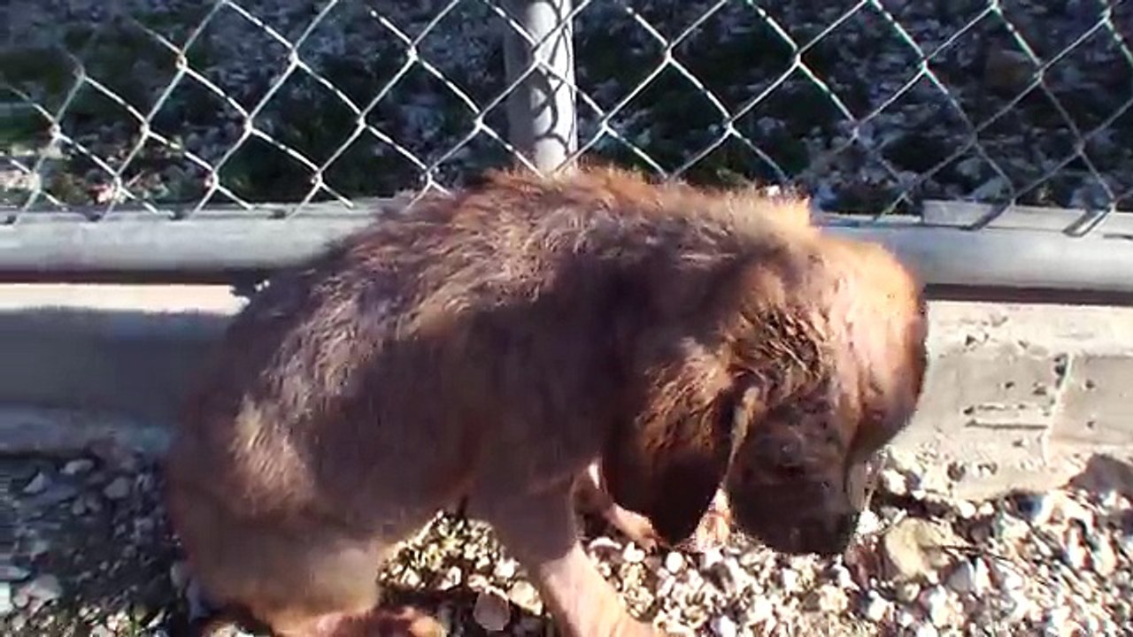 Stava per essere soppresso ma guardate cosa è accaduto...