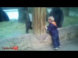 Gorille saklambaç oynayan küçük çocuğun mutluluğu