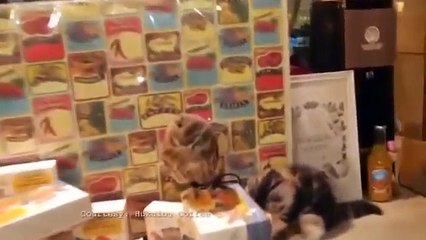 Tình bạn thân thiết giữa cú nhỏ - mèo con