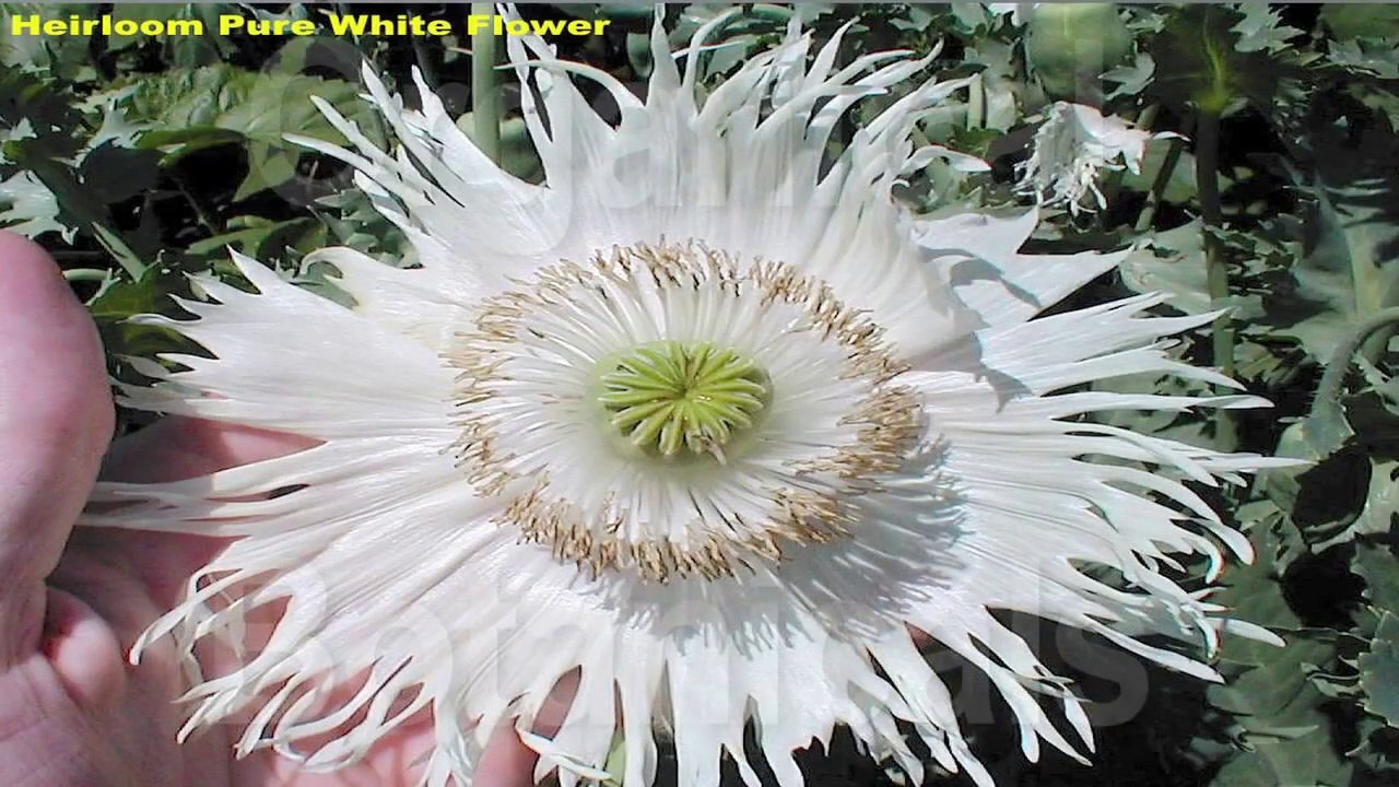 HOW TO get Your Poppy Seeds to Sprout EVERY TIME (#1/5)