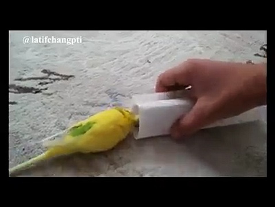 bird love
