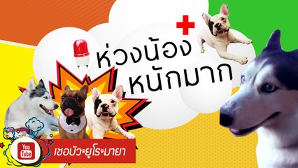 เชอบัว ยูโร มายา ตอนที่ 30 ห่วงน้องหนักมาก