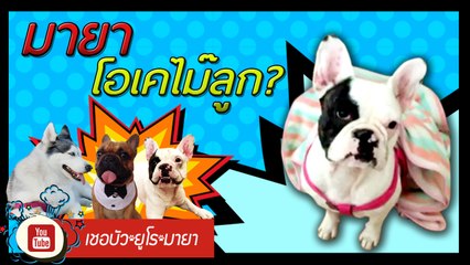 เชอบัว ยูโร มายา ตอนที่ 39 มายา โอเคไม๊ลูก??