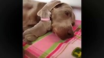 Newborn Puppy Uses its Moms Floppy Ear as a Blanket