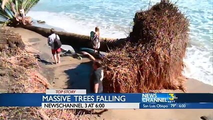 Palm Trees Falling at Refugio (News World)