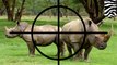 A record number of African rhinos were slaughtered for their horns last year