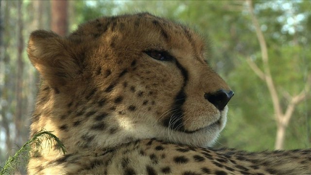 Laurie Marker: une vie pour sauver les guépards de l'extinction