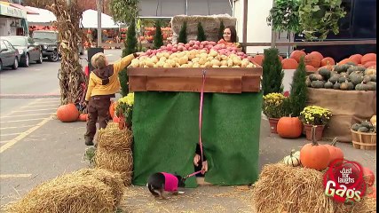 Cute Little Chihuahua Puppy Is Crushed!