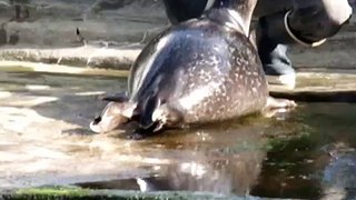 alimentation des phoques Océanopolis