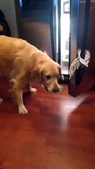 My friend's diabetic alert dog brought me a juice box after sensing my blood sugar