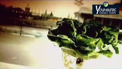 Hydroponics successful commercial food production in a greenhouse: a Discovery Channel doc