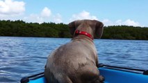 Un chien saute à l'eau pour rejoindre un dauphin !