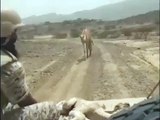 جنود سعوديون ينقذون ناقة من القذائف