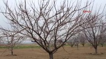 Burdur Çiftçilere Uygulamalı Ağaç Budama Kursu