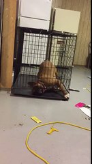 Genius Dog Escapes Cage!