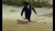 Pingumaquinero