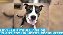 Levi : Le Pitbull agé de 15 ans est un héros récidiviste ! Tout de suite dans la minute chien #154